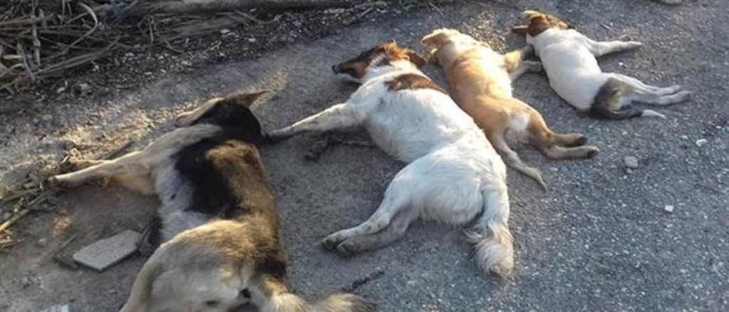 Θανάτωσαν με φόλες 11 σκυλιά 
